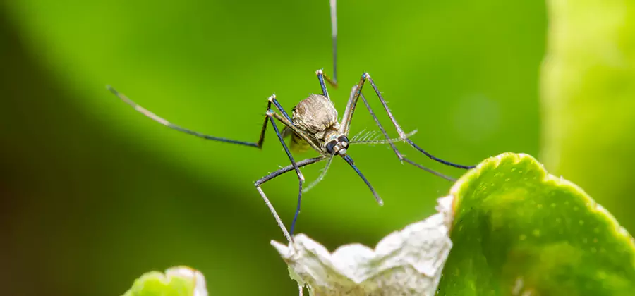 Natural Outdoor Mosquito Repellent in Newnan