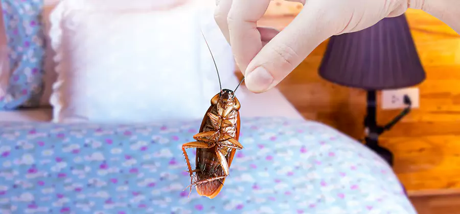 Bed Bug Inspection in Newnan