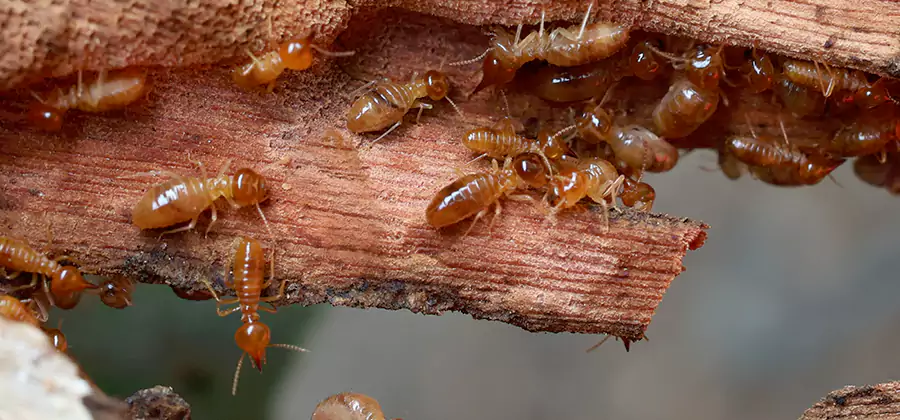 Termite Pest Management in Newnan