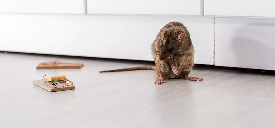 Rat Baiting Removal Service in Newnan