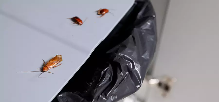 German Roach Pest Control in Newnan