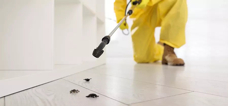Roach and Bed Bug Exterminator in Newnan