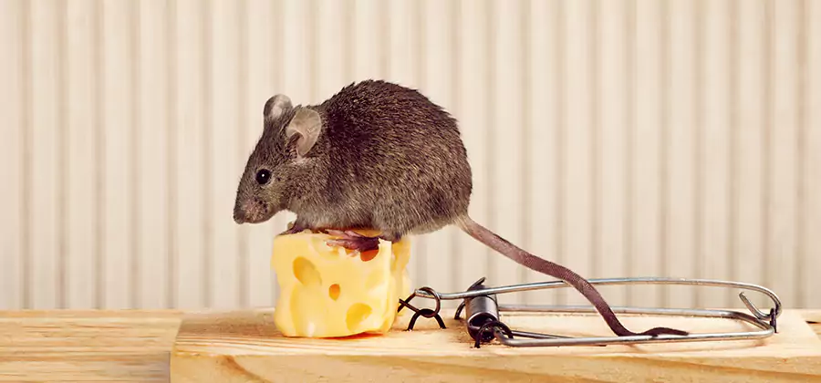 Commercial Rodent Exclusion Services in Newnan