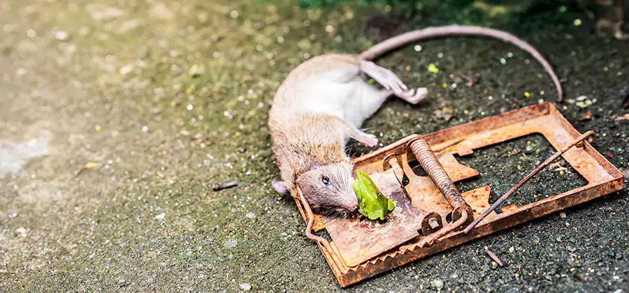 Rat Trapping in Newnan