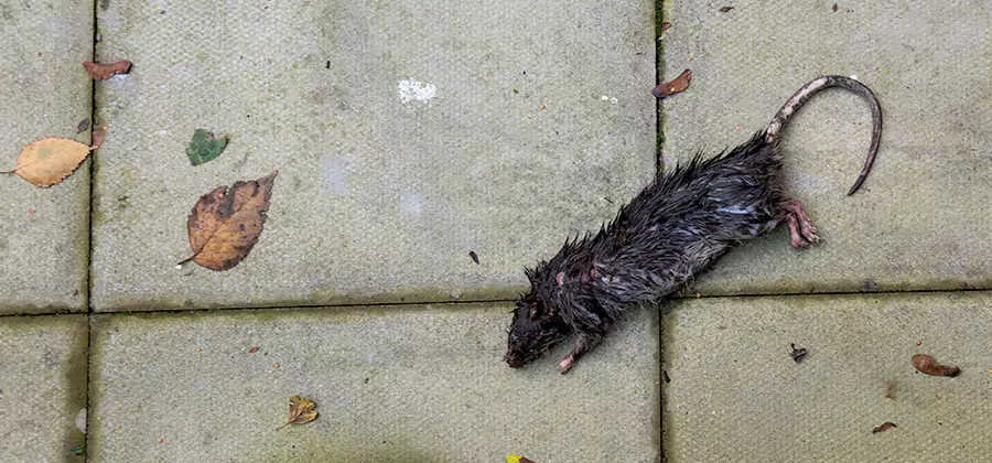 Rodent inspection service in Newnan