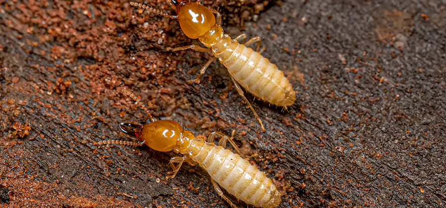 Sentricon Residential Termite Control in Newnan