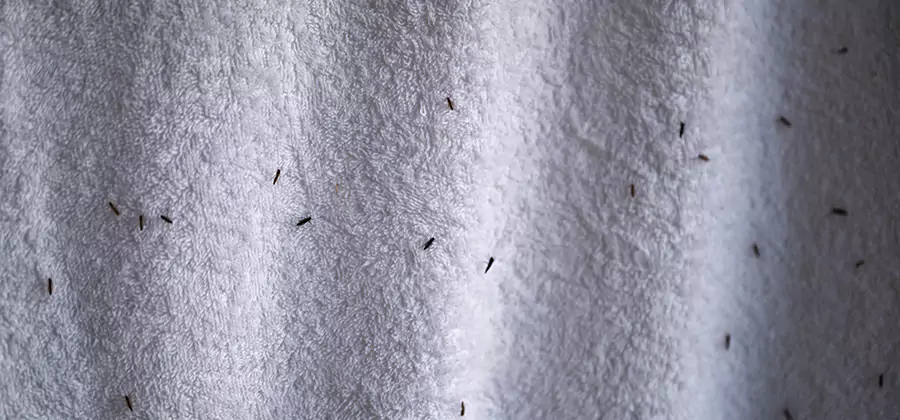 Small Black Ants in Bathroom Treatment in Newnan