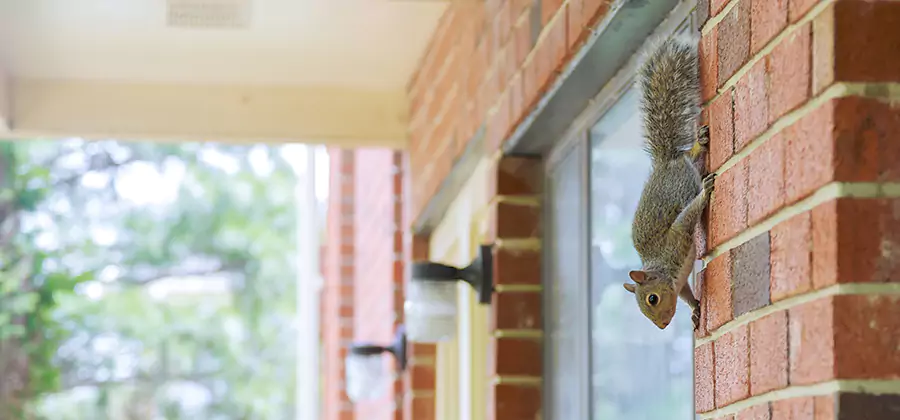 Squirrel Inside Walls Removal in Newnan