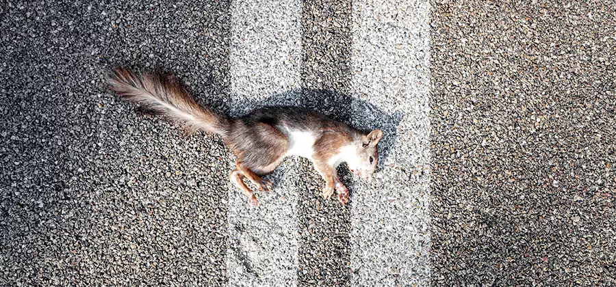 Dead Squirrel Removal in Newnan