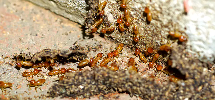 Wood Treatment and Localized Termite Solutions in Newnan