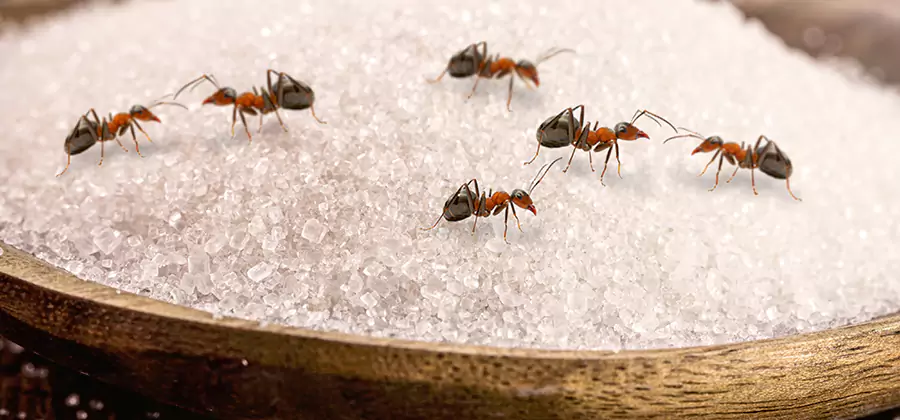 Indoor Sugar Ant Treatment in Newnan