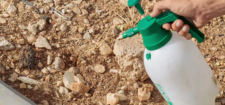 Heat Treatment Termite Cost in Newnan