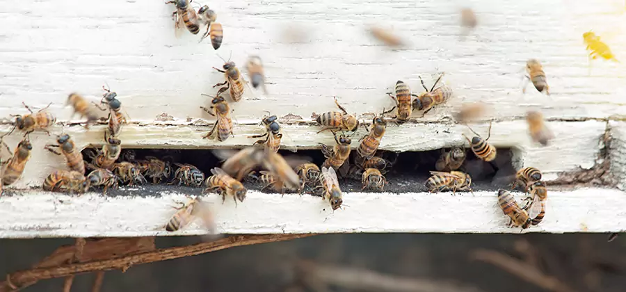 Residential Termite Fumigation in Newnan