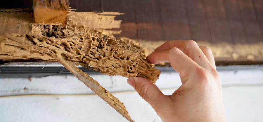Pre-Purchase Termite Inspection in Newnan