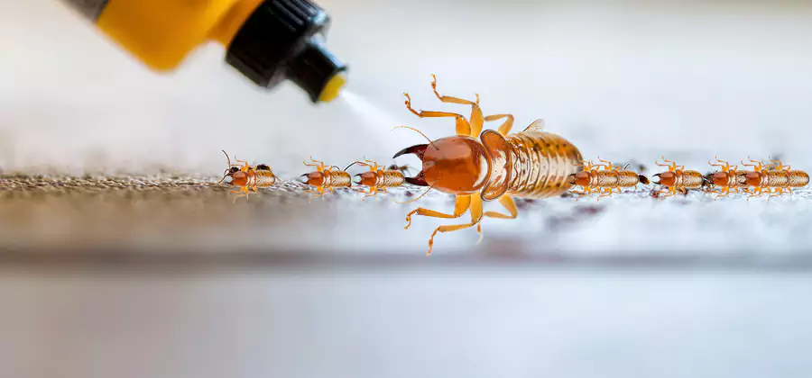 Foundation Termite Spraying Control in Newnan