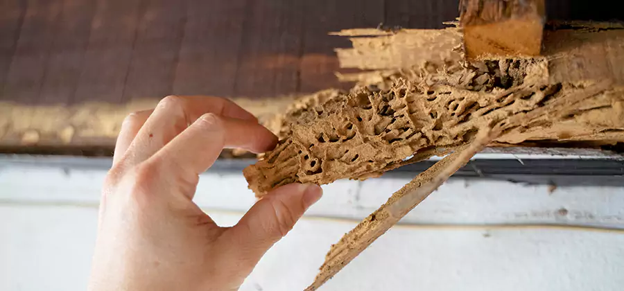 Pre-Construction Termite Treatment in Newnan