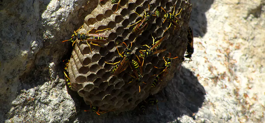 Wasp Nest in Tree Removal Newnan