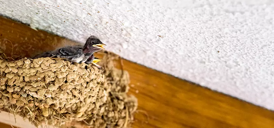 Bird Removal From House in Newnan