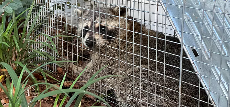Wildlife Relocation Services in Newnan