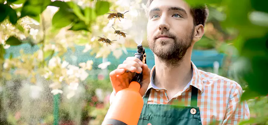 Yellow Jacket Wasp Removal in Newnan