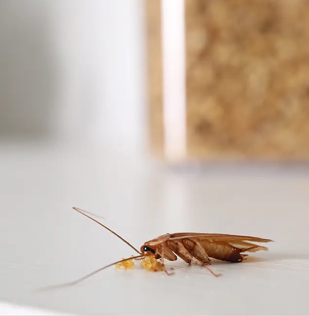 Why Newnan Pest Control Pro Stands Out in Newnan, GA?