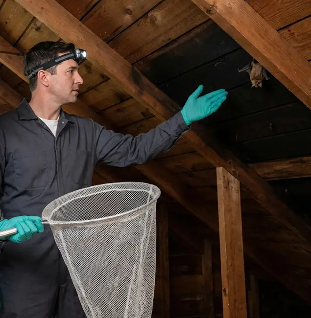 Why Newnan Pest Control Pro Is the Right Choice in Newnan, GA?