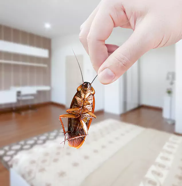Why Newnan Pest Control Pro Stand Out for Bed Bug Fumigation in Newnan, GA?