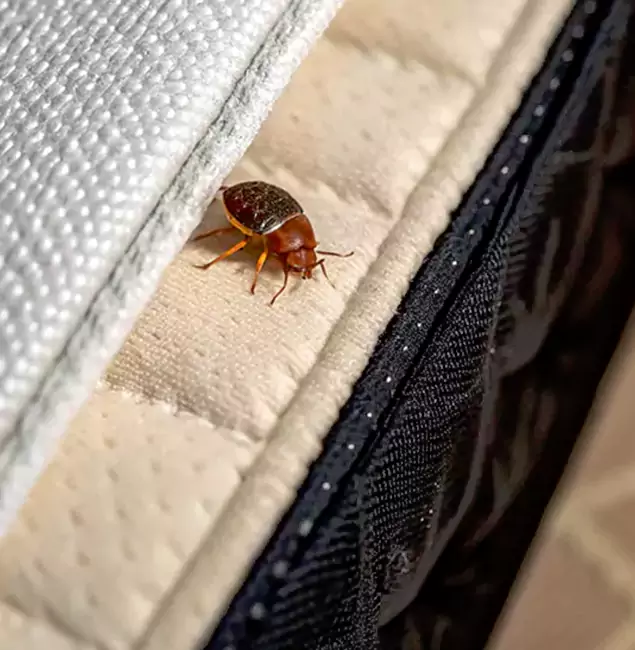 Why Choose Newnan Pest Control Pro for Bed Bug Treatment at Home in Newnan, GA?