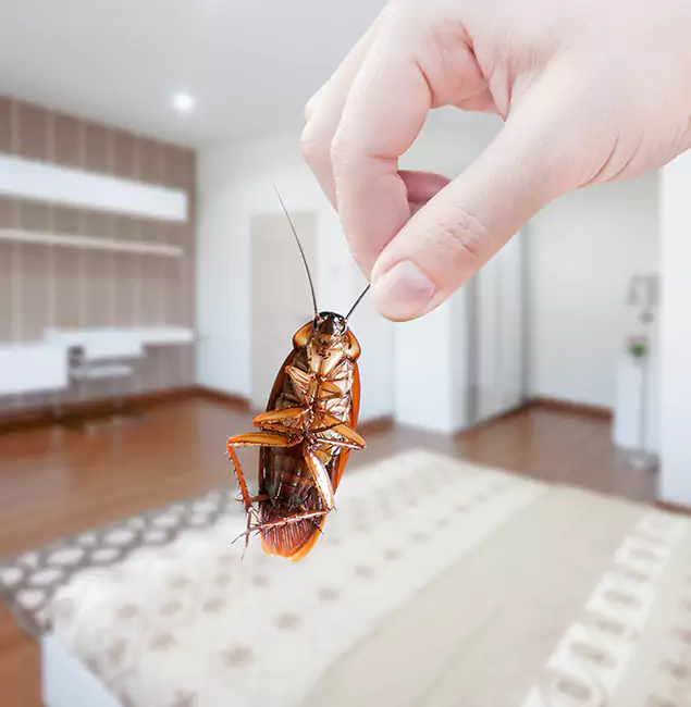 Why Newnan Pest Control Pro Stand Out For Bed Bug Inspection in Newnan, GA?