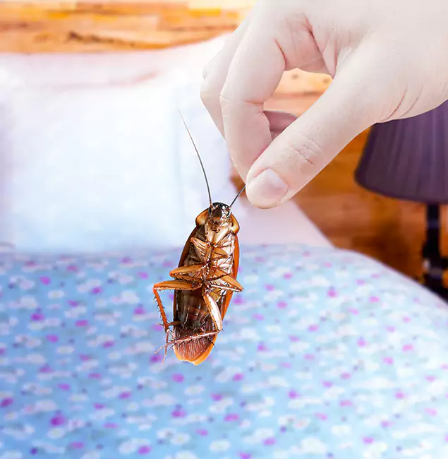 Why Choose Newnan Pest Control Pro for Bed Bug Treatment in Newnan, GA?
