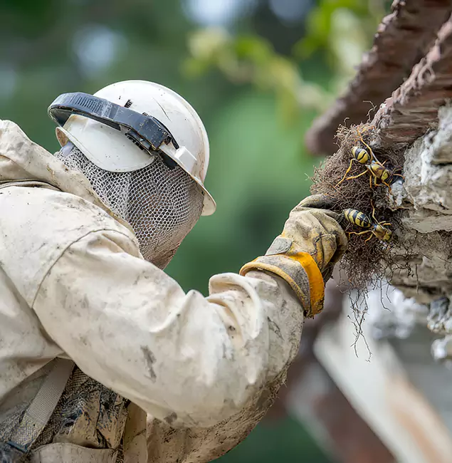 Why Newnan Property Owners Choose Newnan Pest Control Pro for Bee Exterminator?