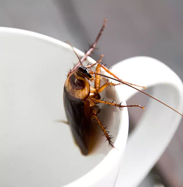 Why Newnan, GA Residents Trust Newnan Pest Control Pro for Cockroach Fumigation?