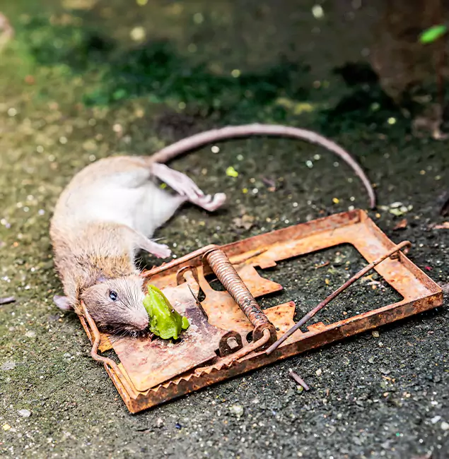 Why Newnan, GA Homeowners Trust Newnan Pest Control Pro for Rodent Removal?
