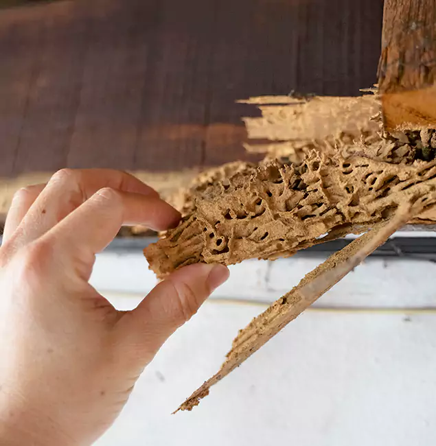 Why Choose Newnan Pest Control Pro in Newnan, GA?