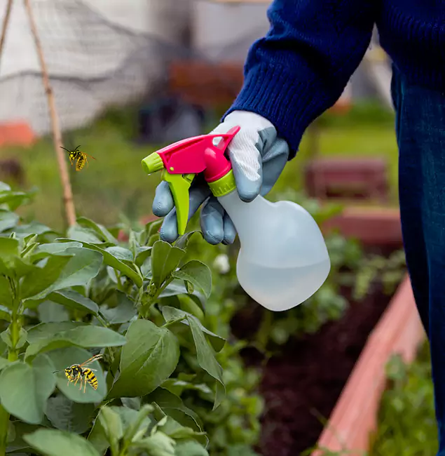 Why Newnan Homeowners Choose Newnan Pest Control Pro for Honey Bee Removal?