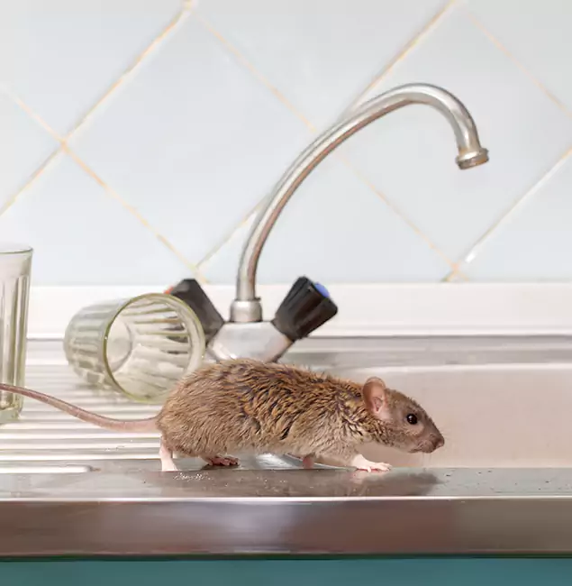 Why Newnan, GA Trusts Newnan Pest Control Pro for Humane Rodent Control?