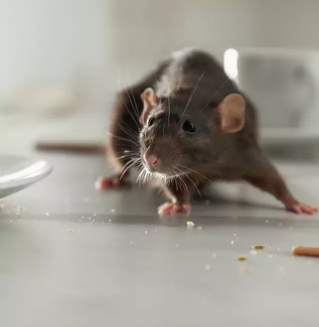 Why Newnan Homeowners Choose Newnan Pest Control Pro for Mice Control?