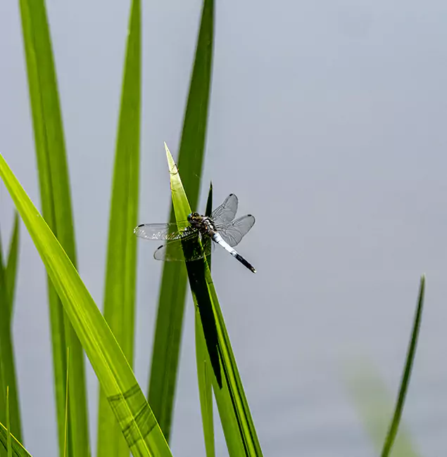 Why Newnan Families Trust Newnan Pest Control Pro for Mosquito Prevention?