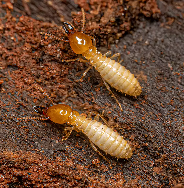 Why Choose Newnan Pest Control Pro for Termite Treatment Without Tenting in Newnan, GA?