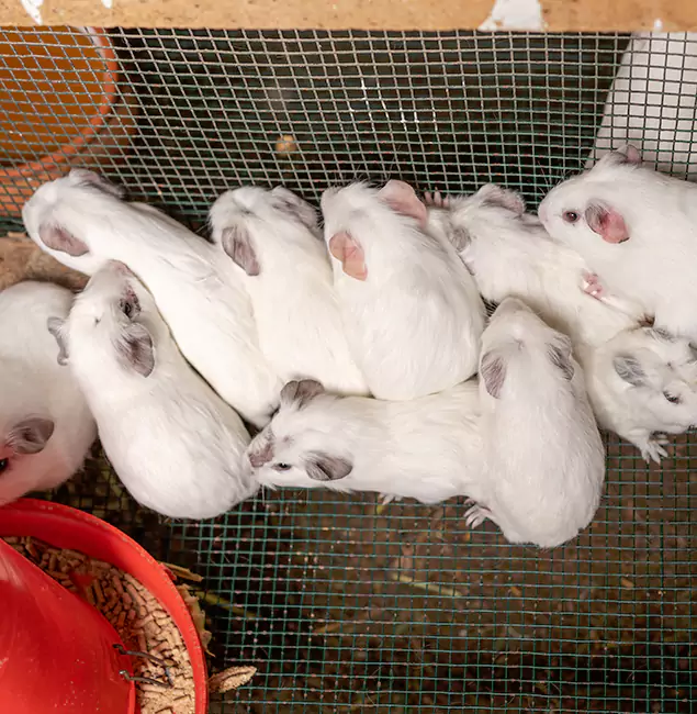 Why Choose Newnan Pest Control Pro for Rat Infestation in Newnan, GA?