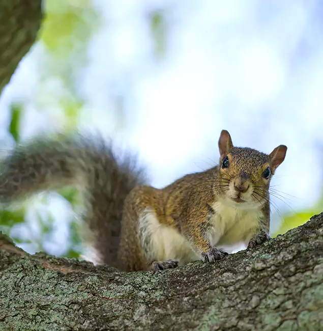 Why Newnan, GA Relies on Newnan Pest Control Pro for Squirrel Pest Control?