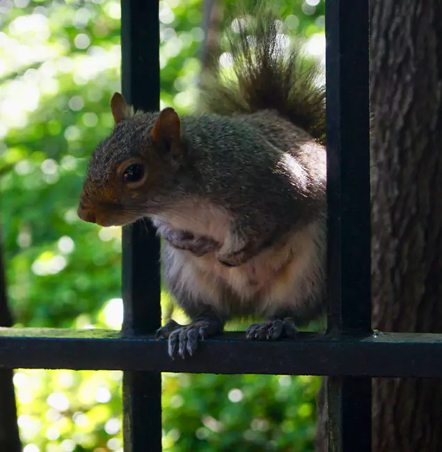 Why Newnan, GA Chooses Newnan Pest Control Pro for Squirrel Removal?