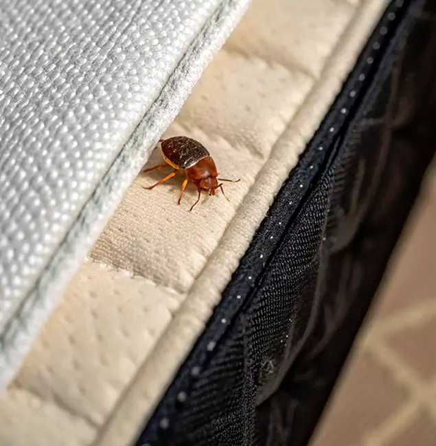 Why Newnan Homeowners Trust Newnan Pest Control Pro for Tick Treatment?