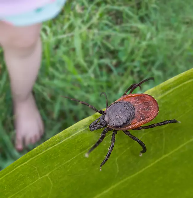 Why Newnan Homeowners Choose Newnan Pest Control Pro for Tick Extermination?