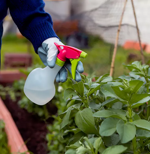 Why Newnan Relies on Newnan Pest Control Pro for Wasp Control Services?
