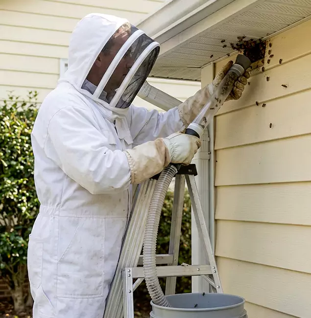 Why Newnan Trusts Newnan Pest Control Pro for Wasp Control?