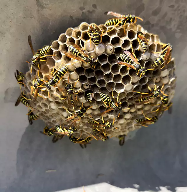 Why Newnan Chooses Newnan Pest Control Pro for Wasp Control Services?