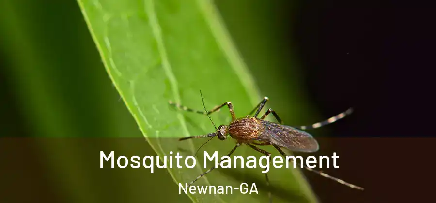  Mosquito Management Newnan-GA