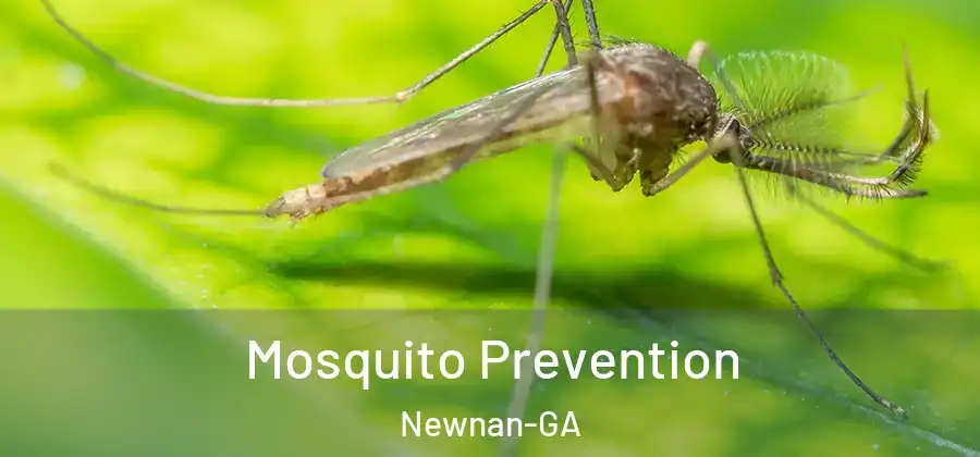  Mosquito Prevention Newnan-GA