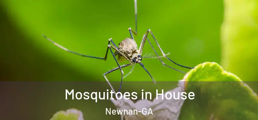  Mosquitoes in House Newnan-GA